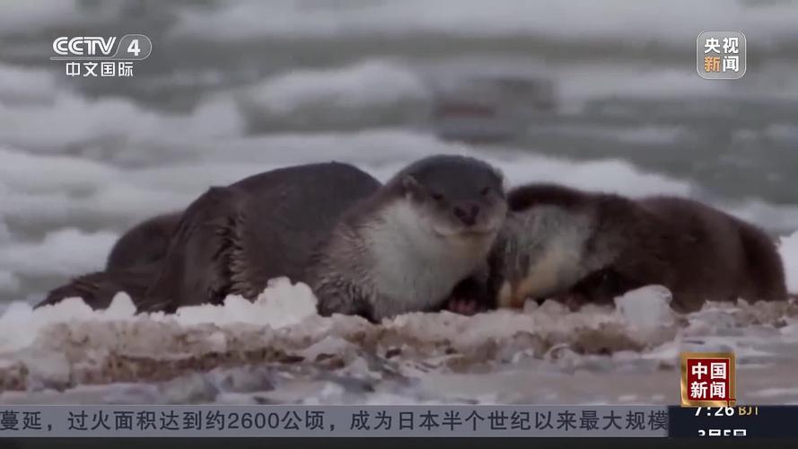 难得一见!“嘤嘤怪”欧亚水獭重现,看抢鱼画面→