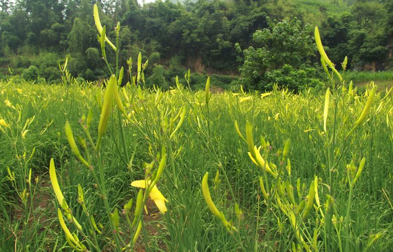 静宁:黄花菜开出农民增收“致富花”