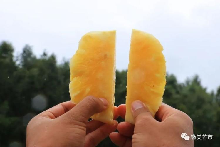 这个“菠萝小寨”,好甜!