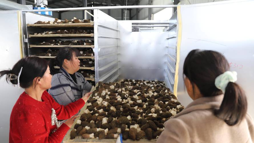 浙江开化：小小羊肚菌 共富新产业