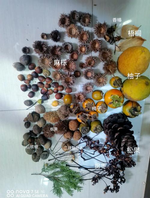 网友扎堆采拾果实,“薅秃”植物园?