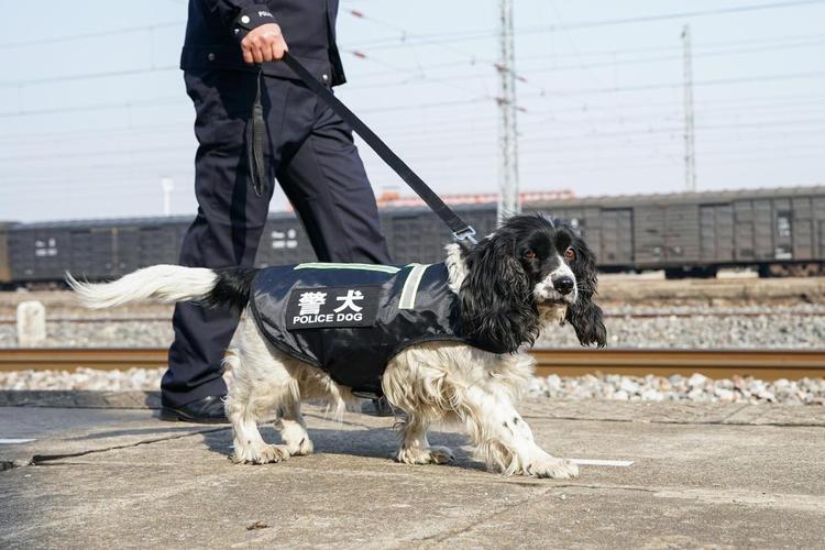 警犬“搭子”的第四个春运：默契合作守护旅客平安出行