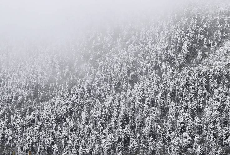雪纷飞！黑龙江黑河伊春等地未来三天雨雪在线 部分地区有大雪