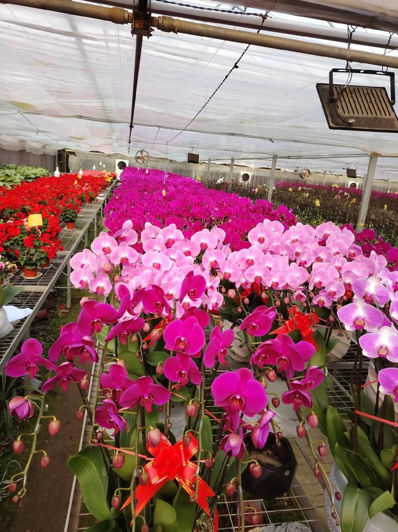 种植基地→花卉市场→千家万户 年宵花的背后是他们的辛勤付出