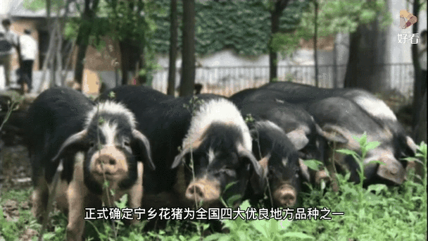 （高质量发展调研行）湖南宁乡：政企农共育 花猪变“金猪”