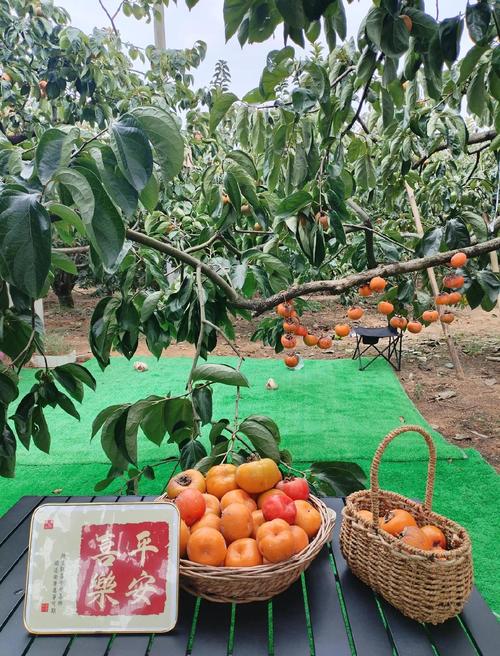 重庆武隆:火红番茄结出红火日子