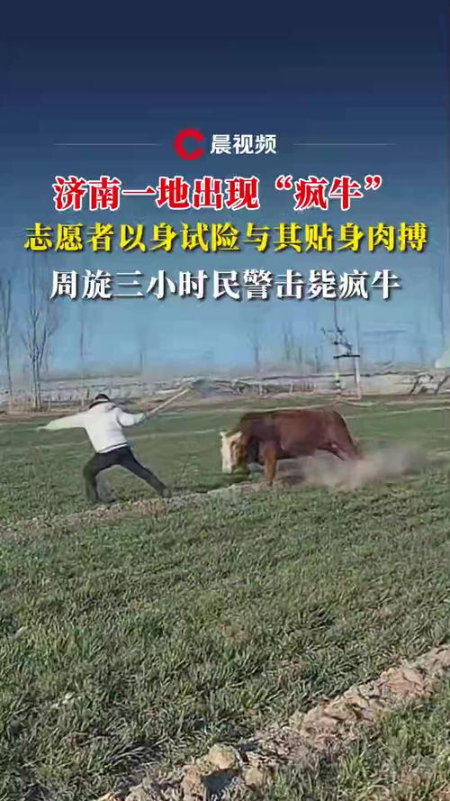 刚买的黄牛突然发疯顶伤群众,民警果断击毙