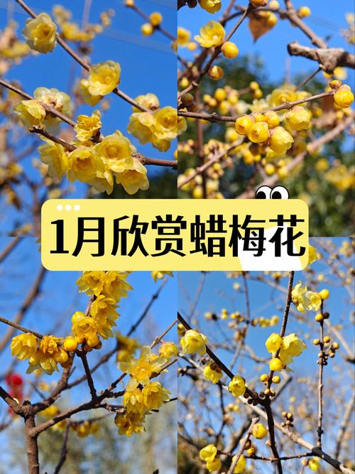 蜡梅有了“经纪人” 不仅网上攒足人气更能“香”飘全国