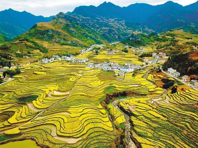 陕西汉阴:凤堰梯田水稻迎丰收季