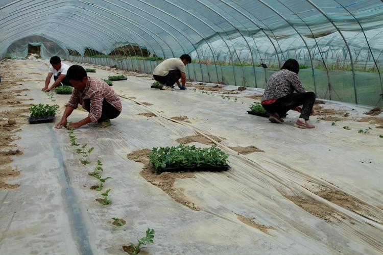 (乡村行·看振兴)当智能科技遇上温室大棚 新疆泽普反季节西瓜“甜蜜上市”