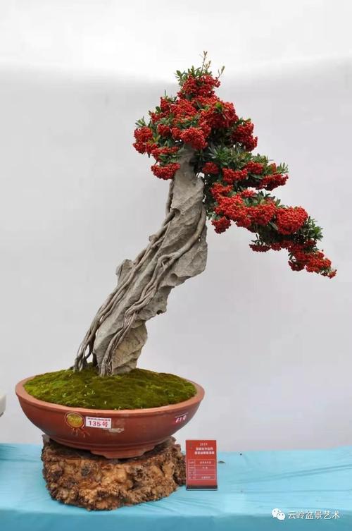 黑龙江:玉树琼花迎宾朋