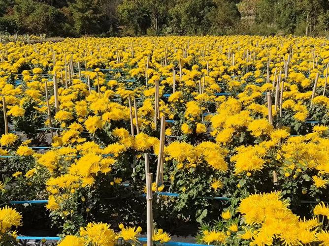 锦上添“花” 江西赣县皇菊产业铺就乡村振兴路