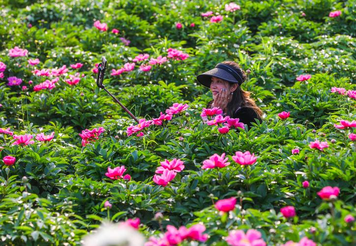 (走进中国乡村)重庆垫江牡丹芍药香飘海外