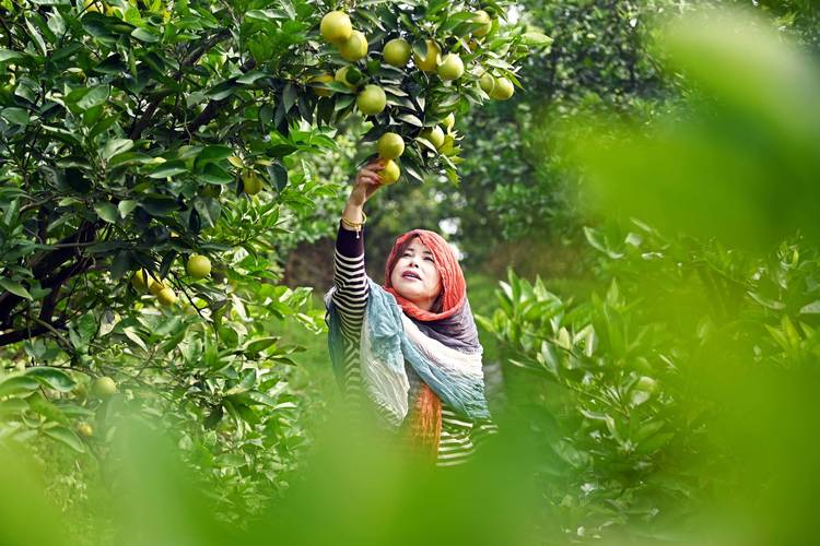 (经济观察)重庆柑橘出三峡 出口猛增且各“橙”特色