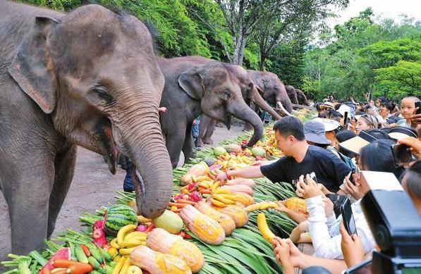 世界大象日,西双版纳州举行“想象之旅,人象和谐”公益宣传活动