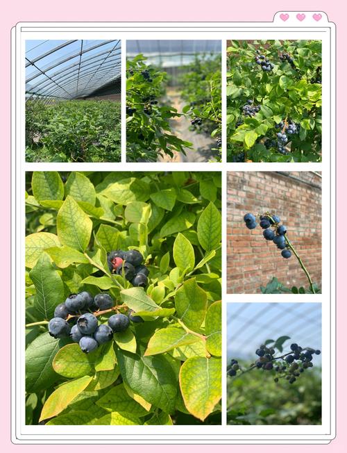 郎溪6600亩蓝莓进入采收期