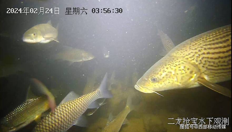 赤水河“蝶变”——云南镇雄多措并举保护鱼类多样性