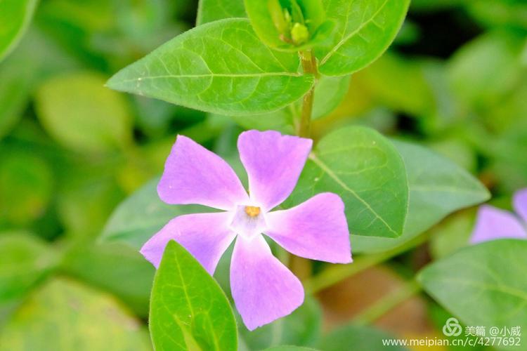 食药植物不该“藏于深闺无人知”