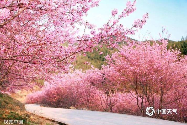 阳光回归赏花去 一组图带你领略绝美花色