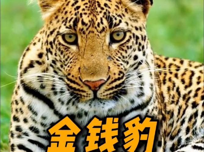青海省首次完成金钱豹专项调查 全省32只金钱豹