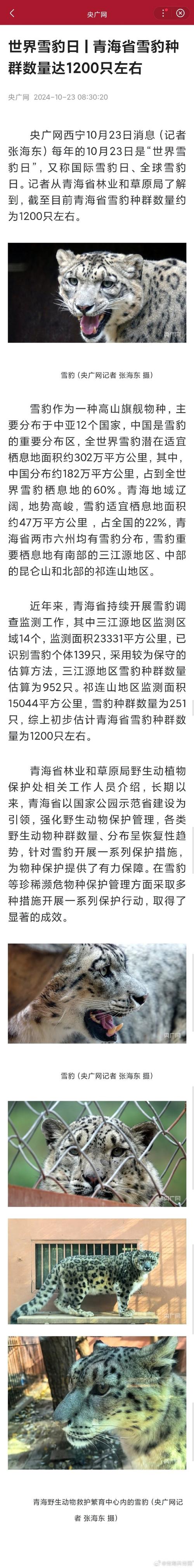 雪豹一家夜游祁连山
