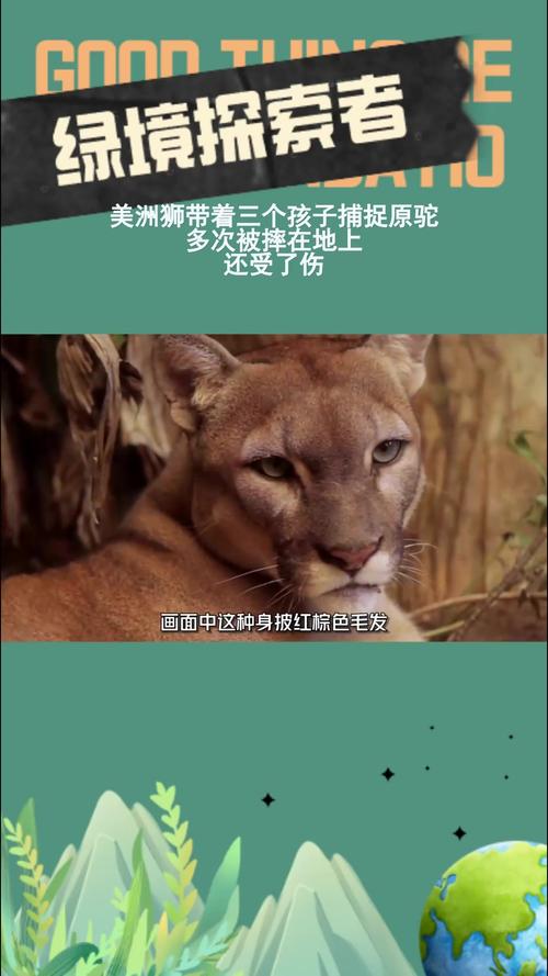 美国北加州一对兄弟遭美洲狮袭击 致一死一伤