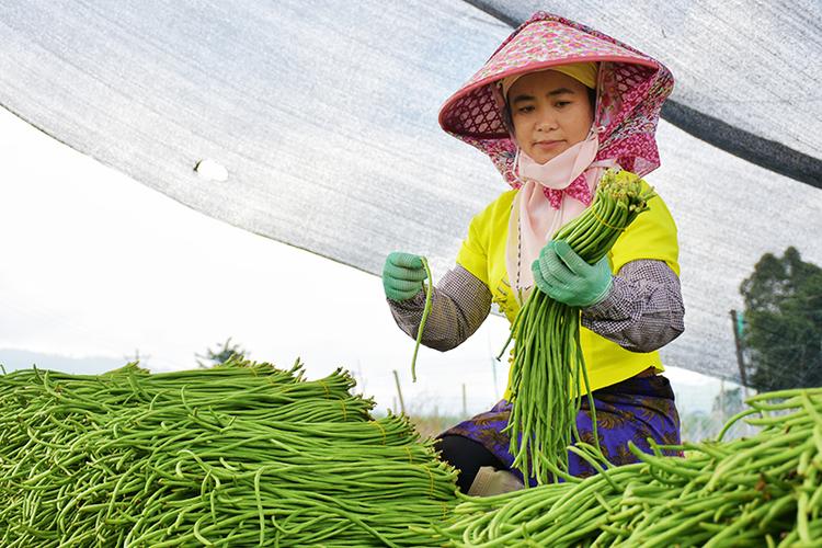 临沧市:节前蔬菜俏 农户生产忙