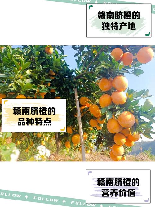 (走进中国乡村)“Z世代”赣南山村种音乐脐橙 解锁田间新农事