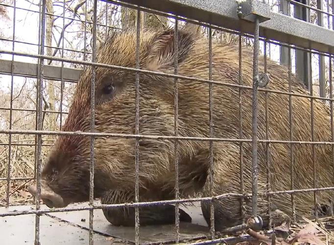 野猪出没请注意 韩国城市打响“野猪驱逐战”