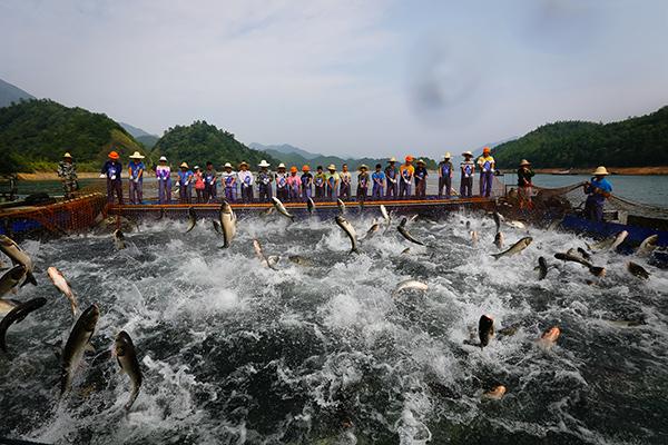 鱼跃人欢庆丰收 浙江德清下渚湖千人共享鱼汤饭