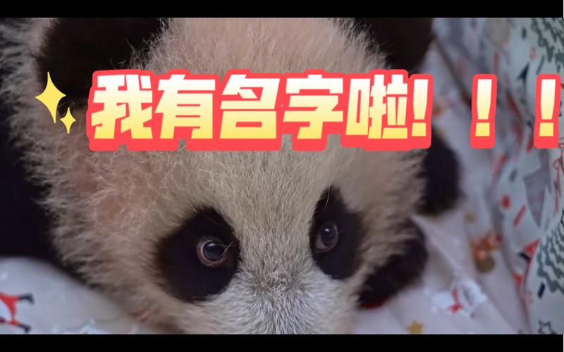 莫斯科动物园大熊猫幼崽出生百天 取名投票活动开启