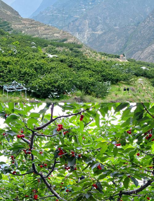 西藏海拔4400多米康马县车厘子丰收