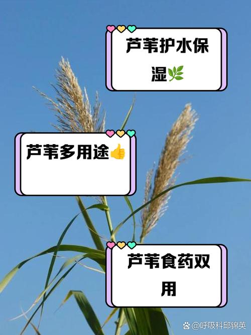 高质量发展调研行丨变废为宝 野生芦苇荡里的产业转型