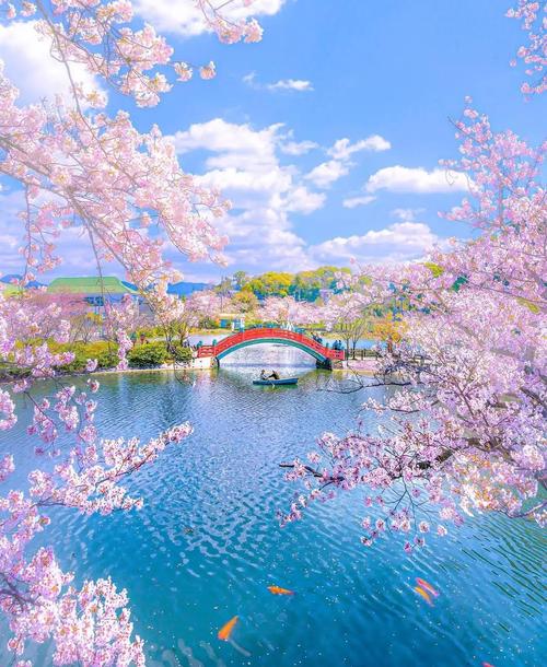 花期长达一个月,今年这里赏樱花又美出一个新高度