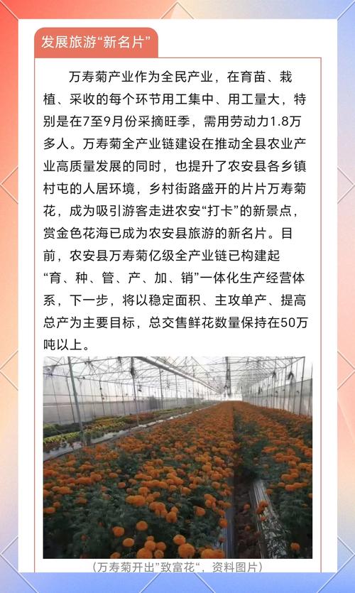 辣椒、万寿菊种子出海赞比亚 带动当地就业增收