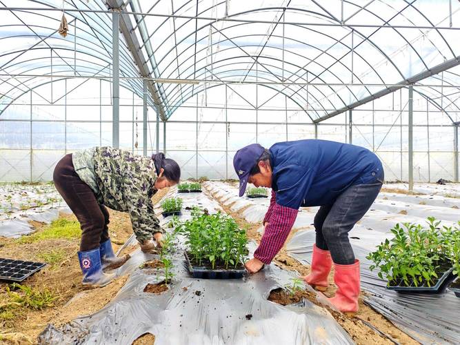 分宜发放两万余公斤救灾种子