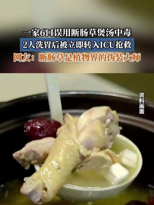 误把断肠草当成煲汤料 深圳一家5人中毒 2人进ICU 3人洗胃
