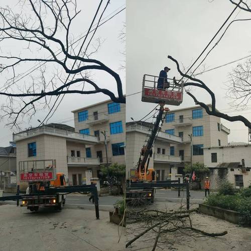 隐患消除 古树安然