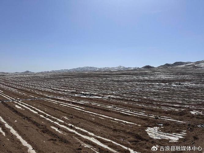 甘肃古浪今年将完成9万亩沙地治理