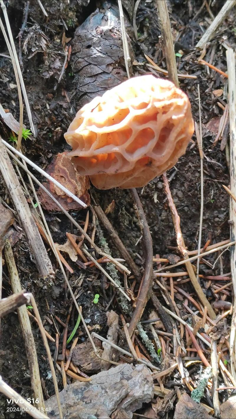 美味菌菇出重庆 出口增长势头猛