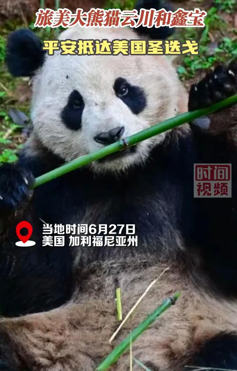 旅美大熊猫“云川”“鑫宝”在圣迭戈动物园与公众见面